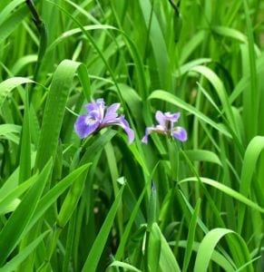 two small iris blooming