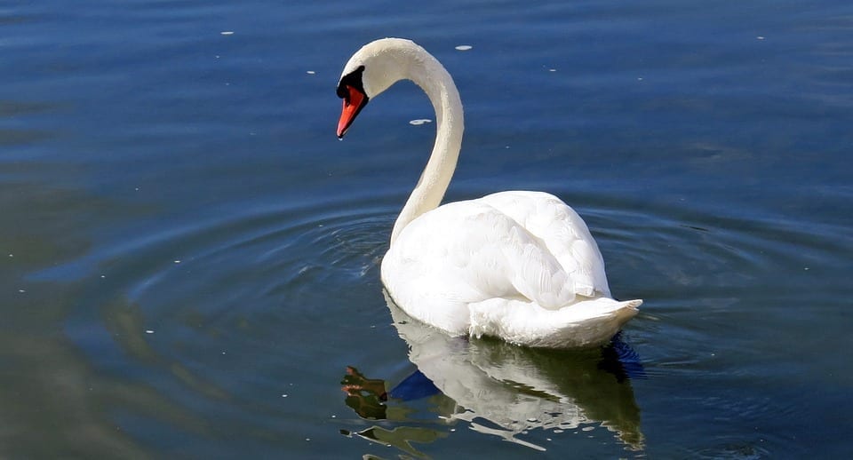 swan on river