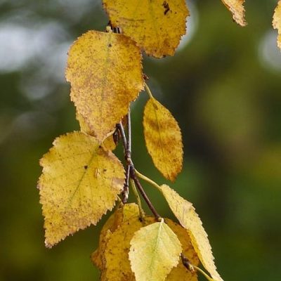 golden aspen leaves in fall