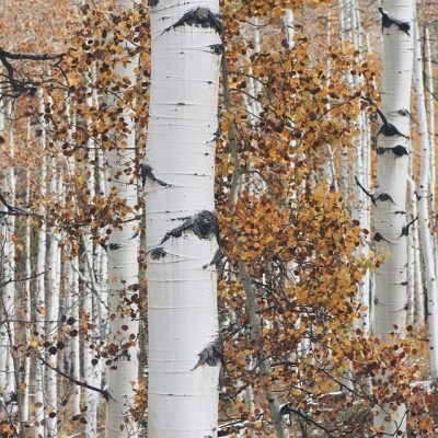 stand of aspen trees