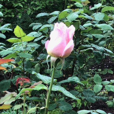 first pink rose